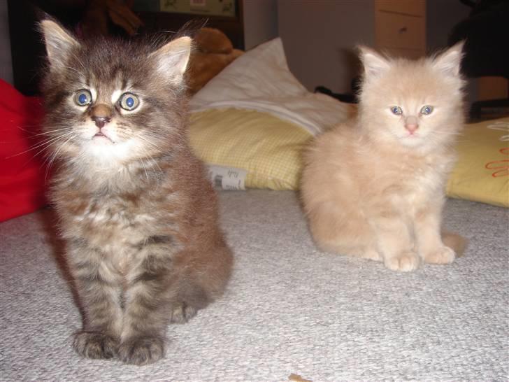 Maine Coon Mischa - Mischas to maine coon babyer billede 4