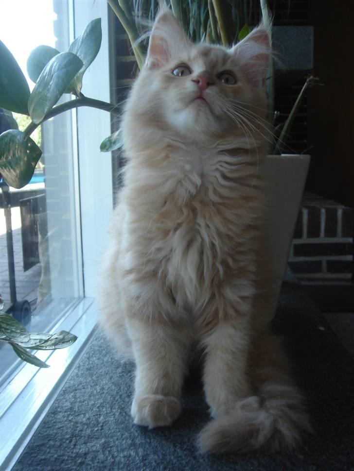 Maine Coon Pipper - Pipper 3 måneder billede 2