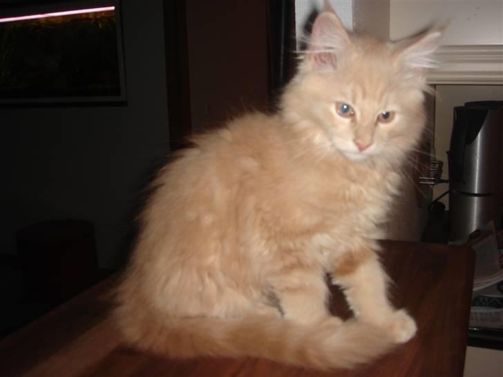 Maine Coon Pipper - Pipper som baby billede 3