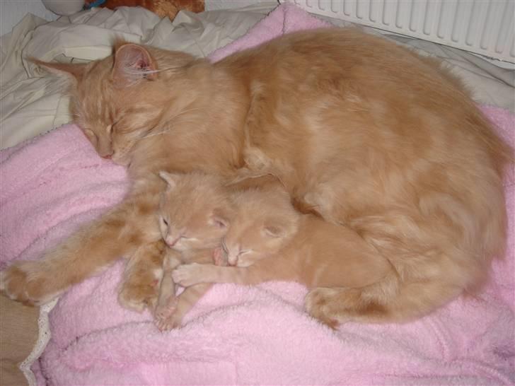 Maine Coon Pipper - Pipper passer på sine små søskende billede 4