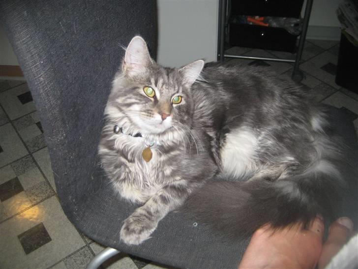 Maine Coon Amani billede 4
