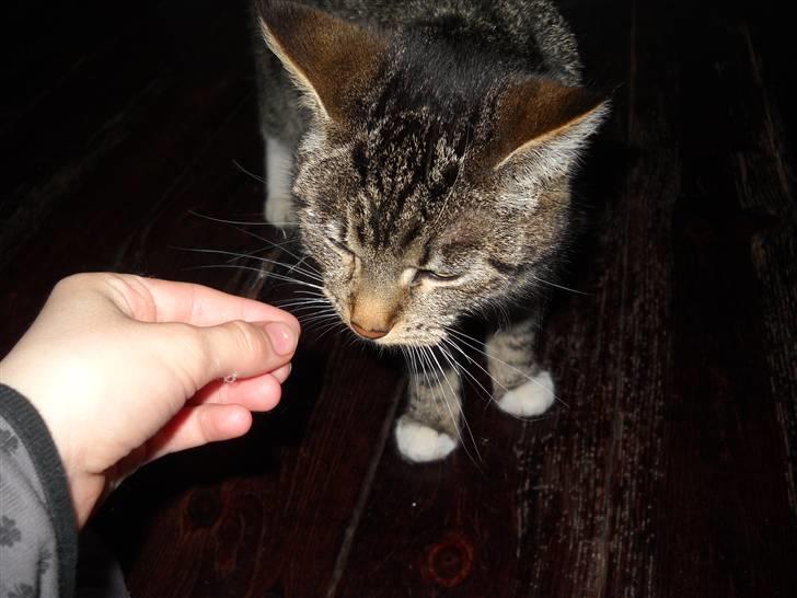 Huskat Mitsy billede 12