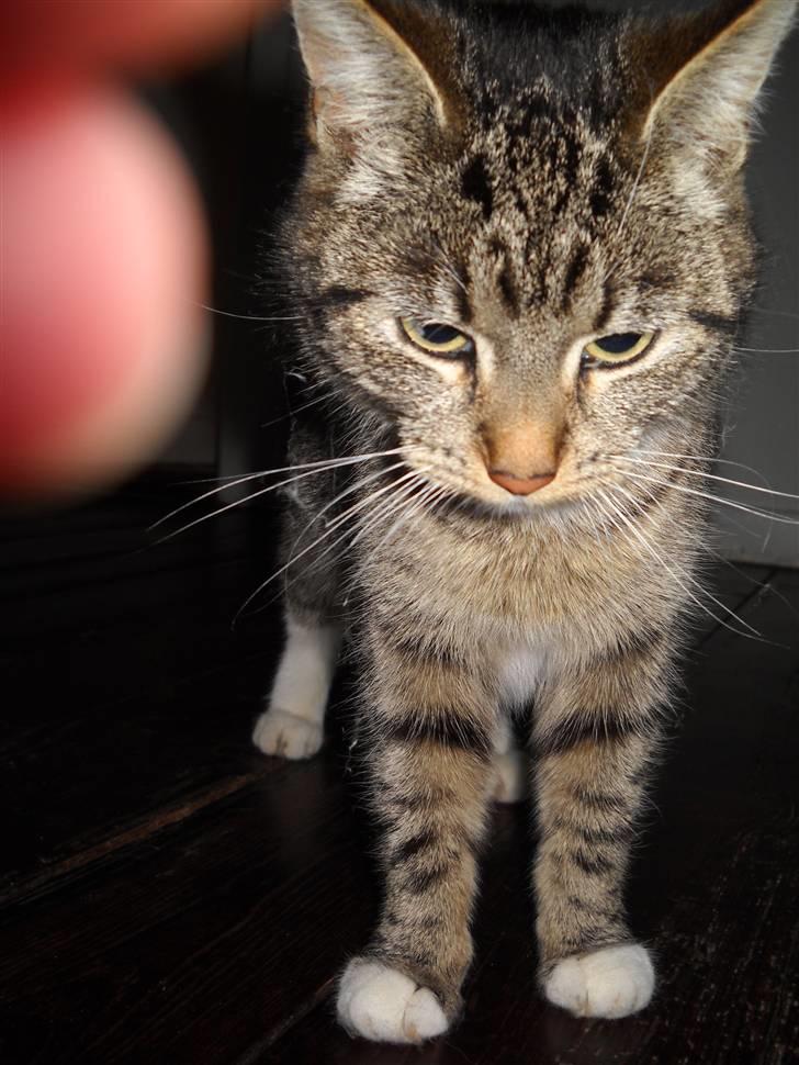 Huskat Mitsy billede 13