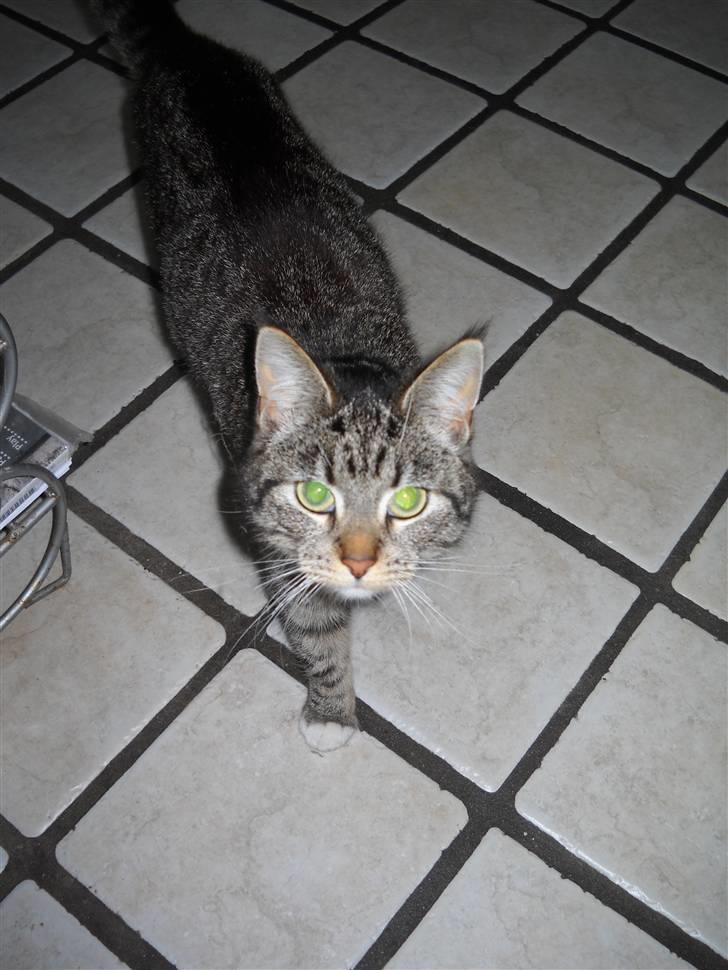 Huskat Mitsy billede 14