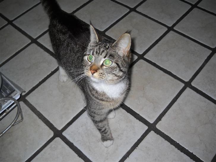 Huskat Mitsy billede 15