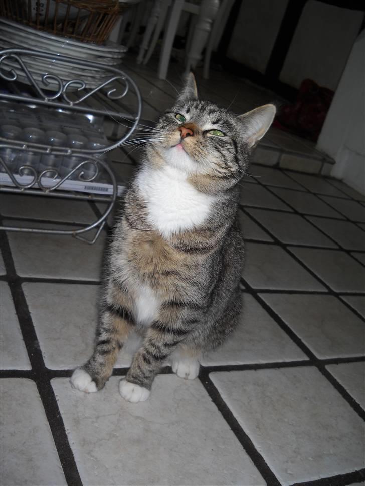 Huskat Mitsy billede 16