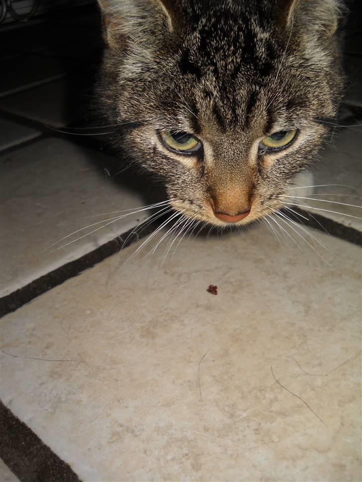 Huskat Mitsy billede 17