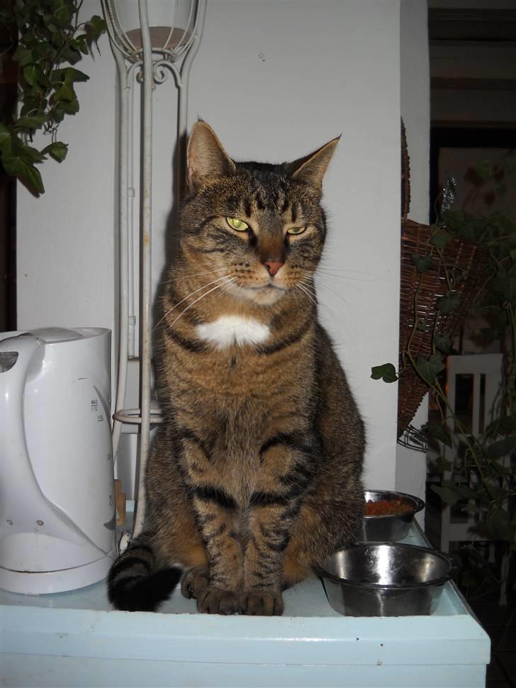 Huskat Ras billede 16