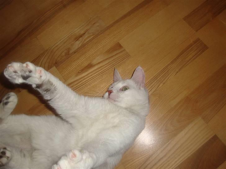 Huskat Walter - Sisses Kat billede 10