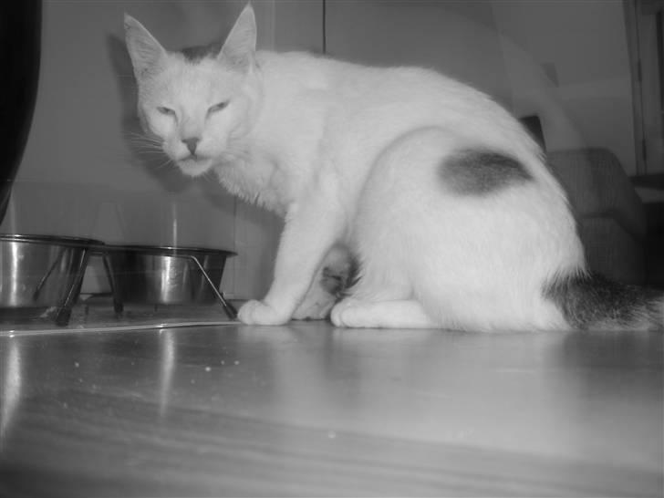 Huskat Walter - Sisses Kat billede 11