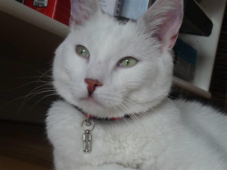 Huskat Walter - Sisses Kat billede 12