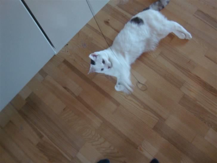 Huskat Walter - Sisses Kat billede 13