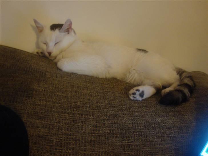 Huskat Walter - Sisses Kat billede 14