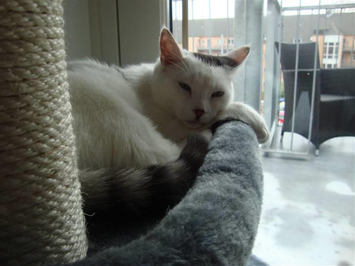 Huskat Walter - Sisses Kat billede 15