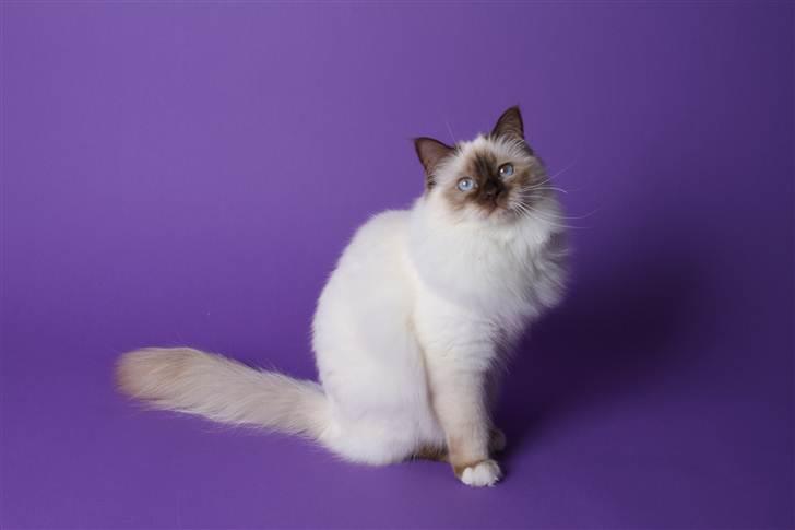 Hellig Birma Vanilla  billede 1