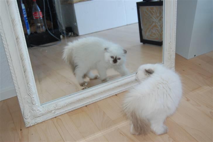 Hellig Birma Vanilla  billede 2