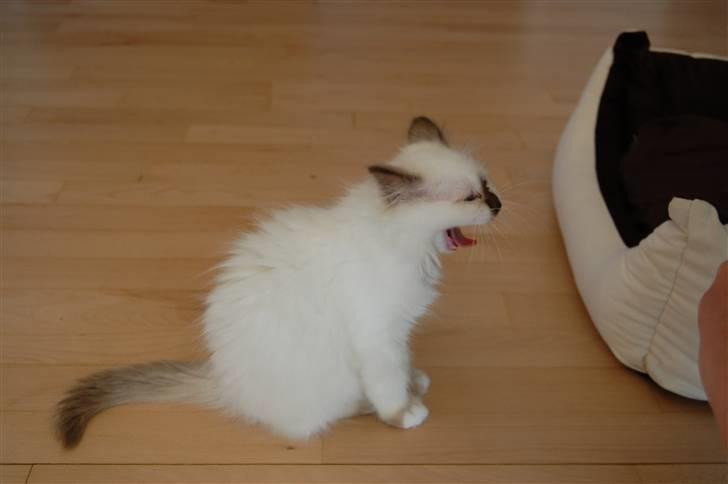 Hellig Birma Vanilla  billede 3