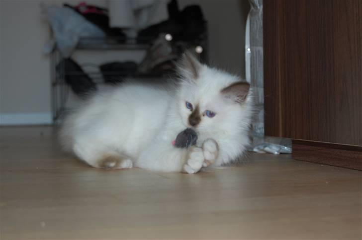 Hellig Birma Vanilla  billede 4