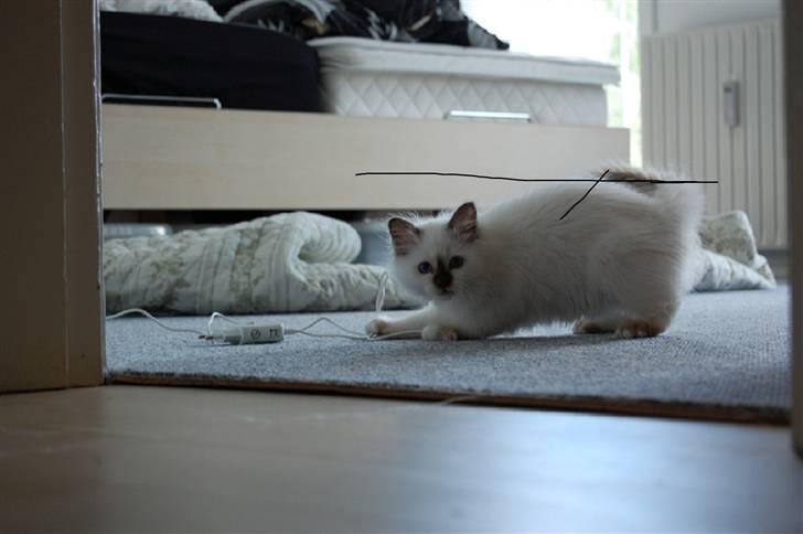 Hellig Birma Vanilla  billede 5