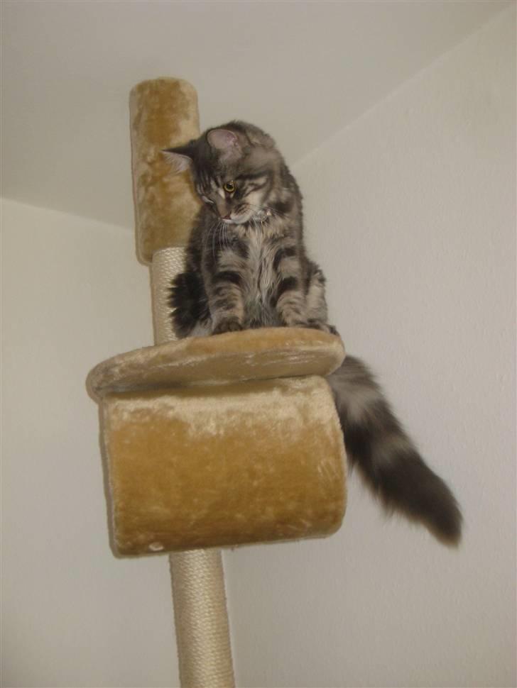 Maine Coon Amani billede 10