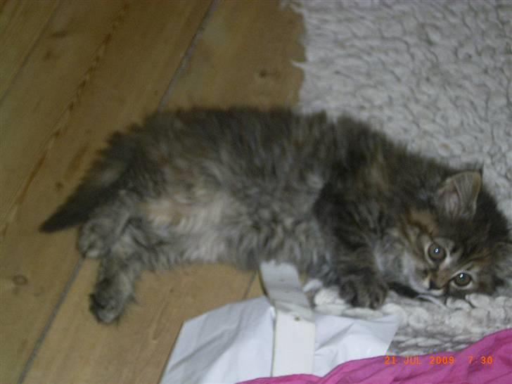 Blanding af racer Chanel - her er hun "helt ny" og lige kommet hjem til os billede 1