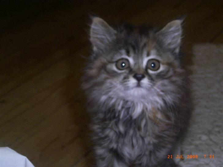 Blanding af racer Chanel billede 2