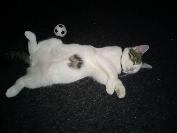 Blanding af racer *Bulldog* - her er vores dejlige kat så blevet et år og lidt større :) billede 6