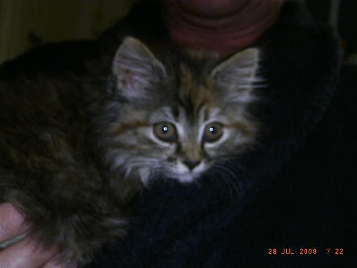 Blanding af racer Chanel billede 3