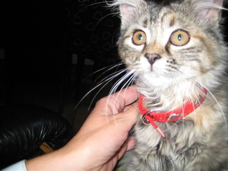 Blanding af racer Chanel billede 4