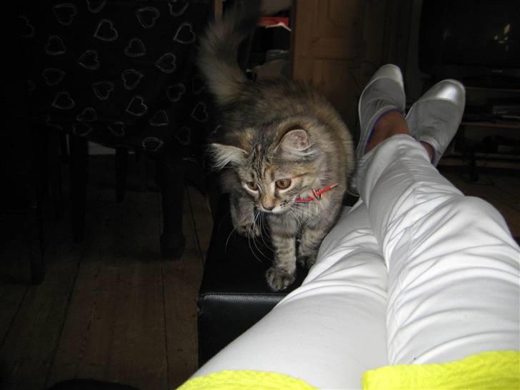 Blanding af racer Chanel billede 5