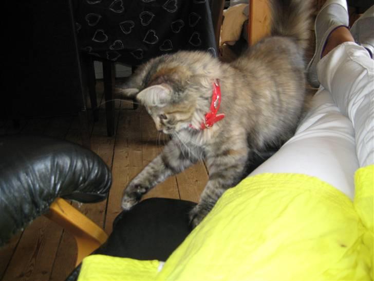 Blanding af racer Chanel billede 6