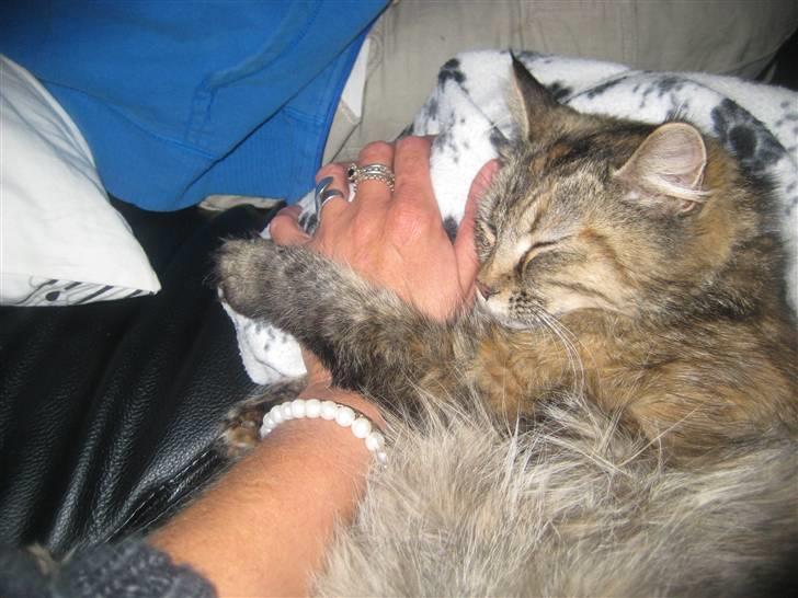 Blanding af racer Chanel billede 9