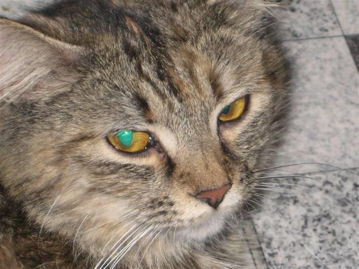 Blanding af racer Chanel billede 10