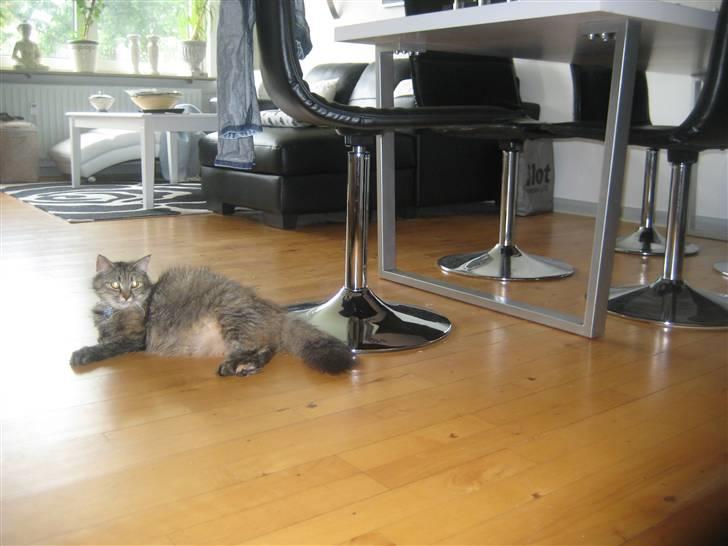 Blanding af racer Chanel - dejlig rund - lige på det "sidste" billede 11