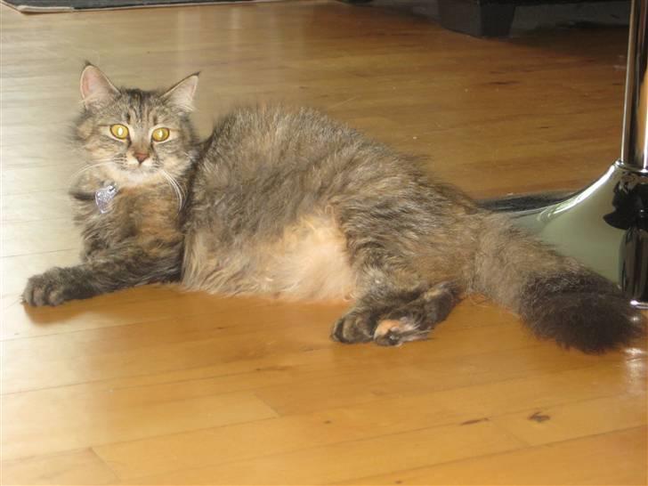 Blanding af racer Chanel - Meget gravid billede 12