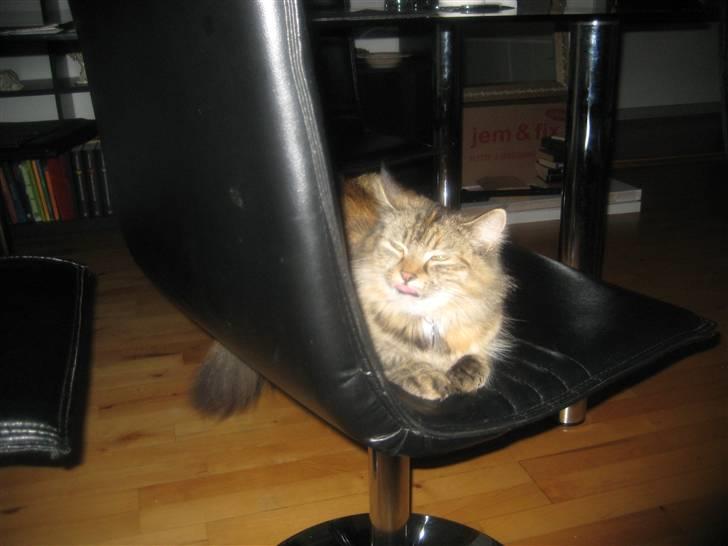 Blanding af racer Chanel billede 13