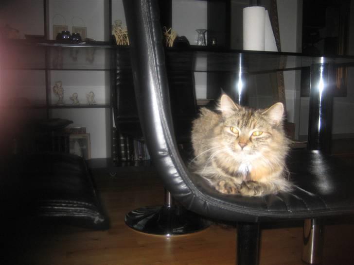 Blanding af racer Chanel billede 14