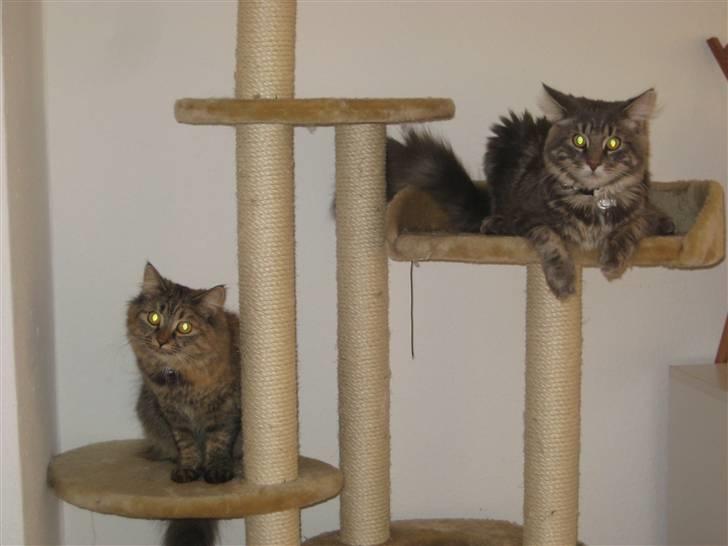 Blanding af racer Chanel - Chanel og Amani - faderen til de nye små killinger billede 15