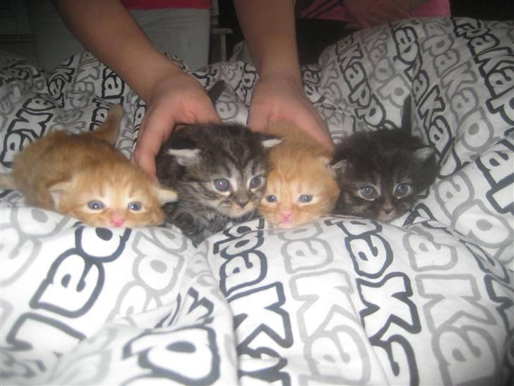 Blanding af racer Chanel - Chanels fine små billede 16