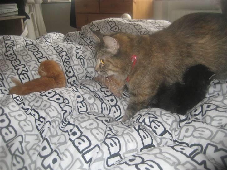 Blanding af racer Chanel billede 17