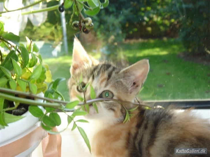 Huskat Mulle R.I.P billede 12