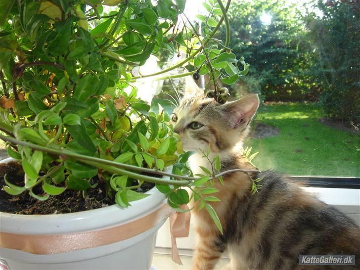 Huskat Mulle R.I.P billede 13