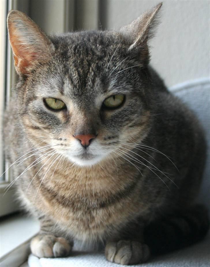 Blanding af racer Shiva billede 10