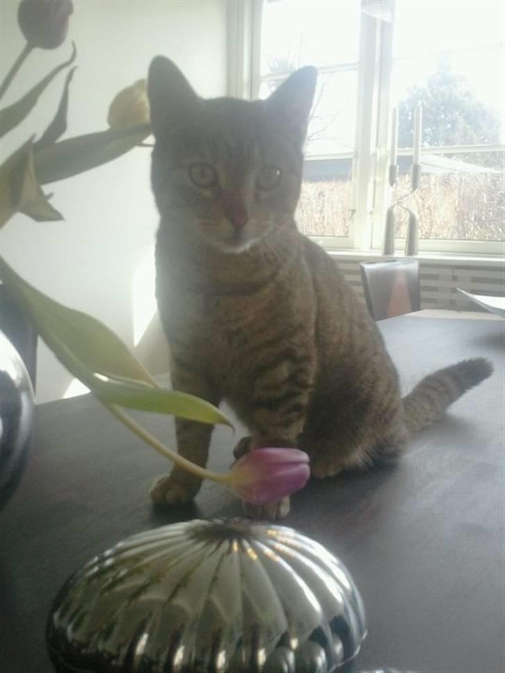 Blanding af racer Shiva billede 18