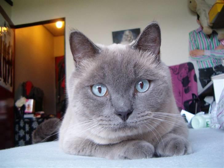 British Shorthair Ramone(Empire's Nautilus) billede 14