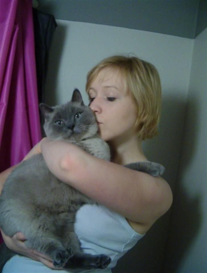 British Shorthair Ramone(Empire's Nautilus) billede 15