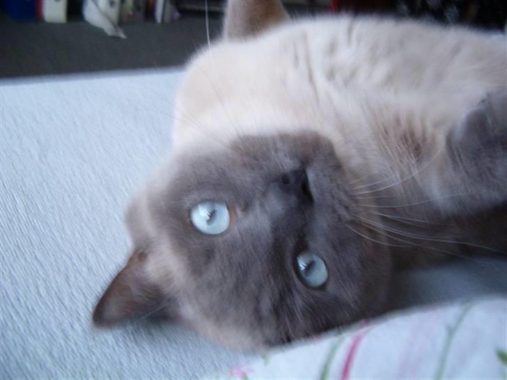 British Shorthair Ramone(Empire's Nautilus) billede 16