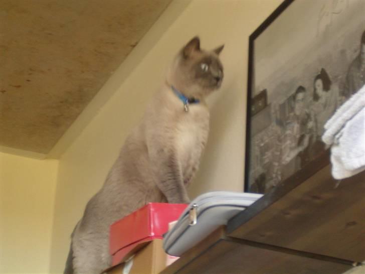 British Shorthair Ramone(Empire's Nautilus) billede 17