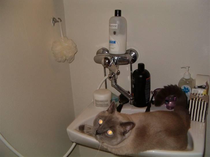 British Shorthair Ramone(Empire's Nautilus) billede 18