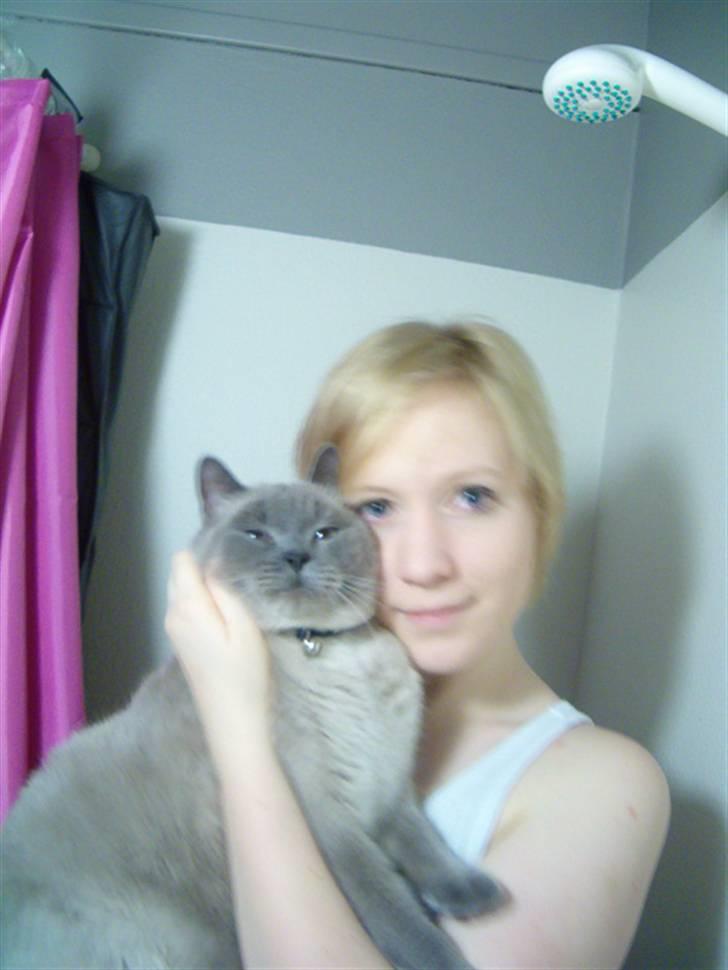 British Shorthair Ramone(Empire's Nautilus) billede 19